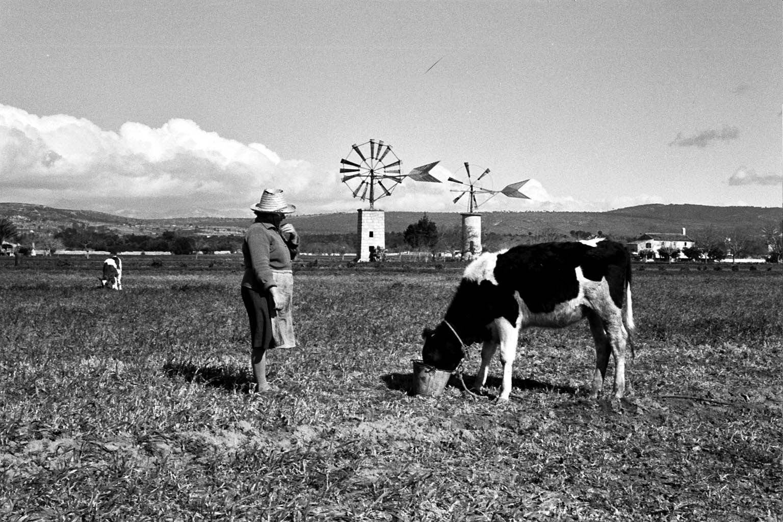 Vaquero