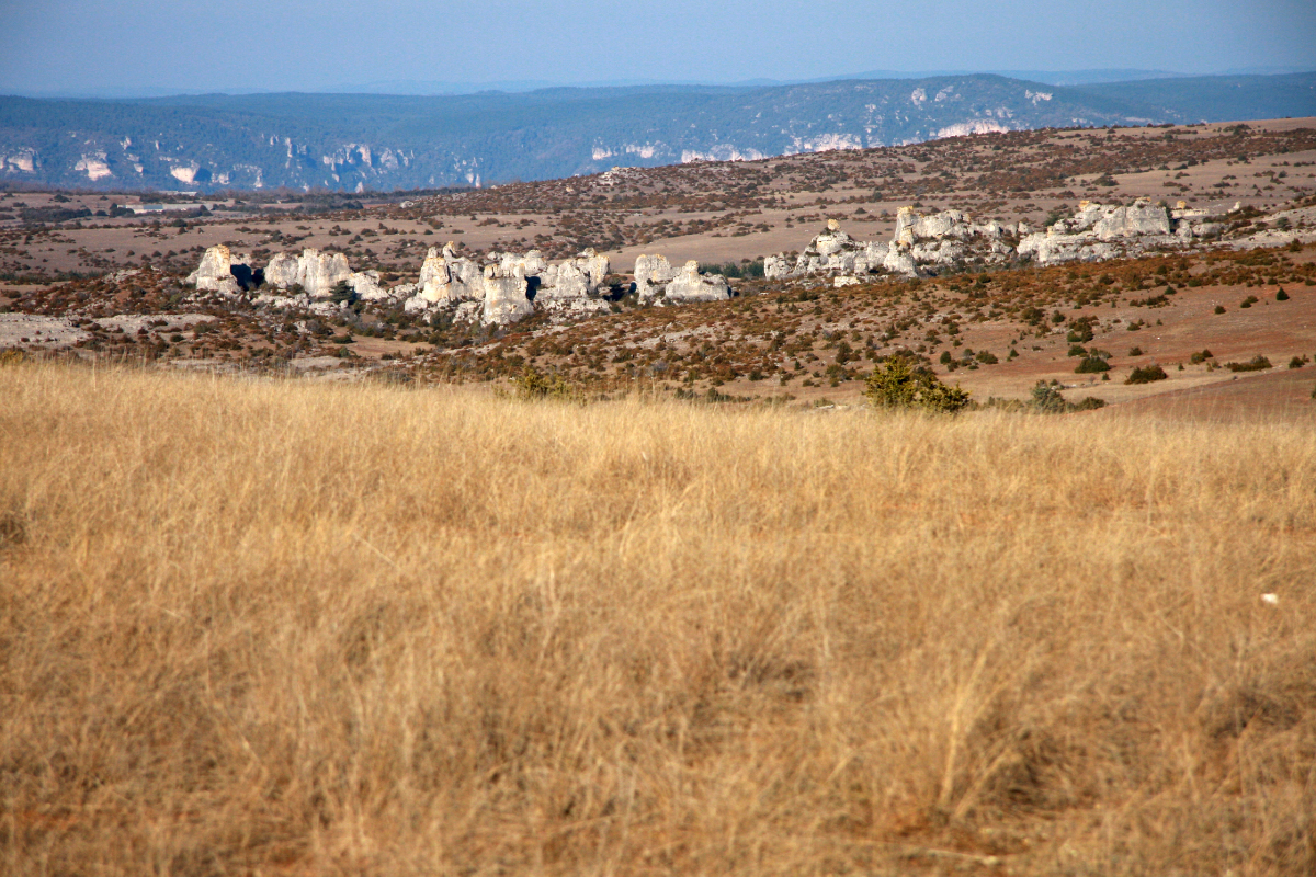 Rayon de Roquefort (Larzac-nord). Photographie: K. Fesring