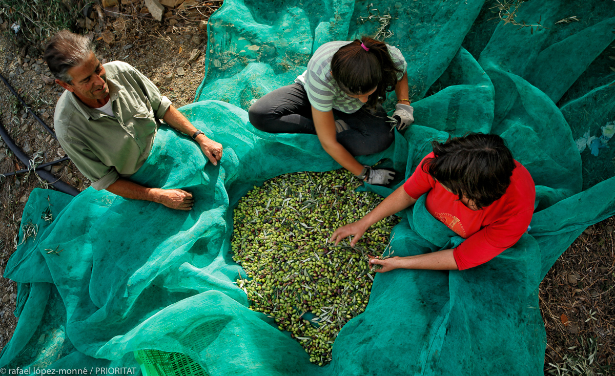 El Priorat. La cueillette des olives. Photographie: Rafael López-Monné, fourni par Priorat