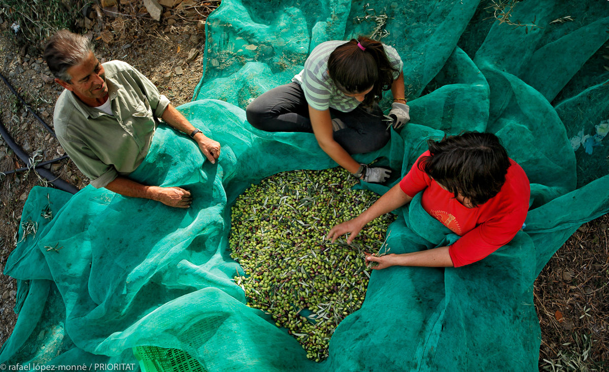 El Priorat. Plegant olives. Fotografia de Rafael López-Monné, cedida per Prioritat