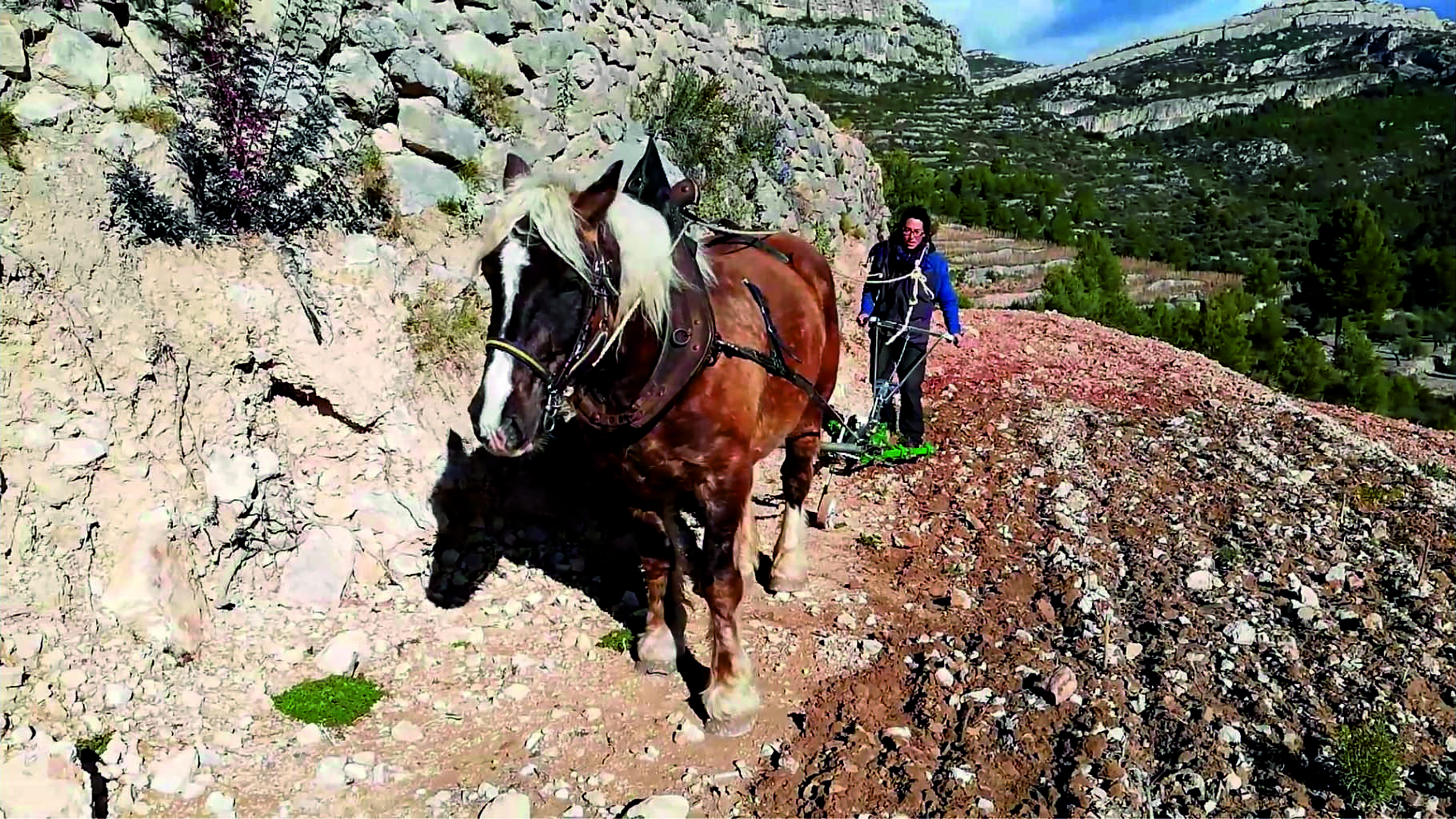 Labradora. Foto de Carme Ferré.