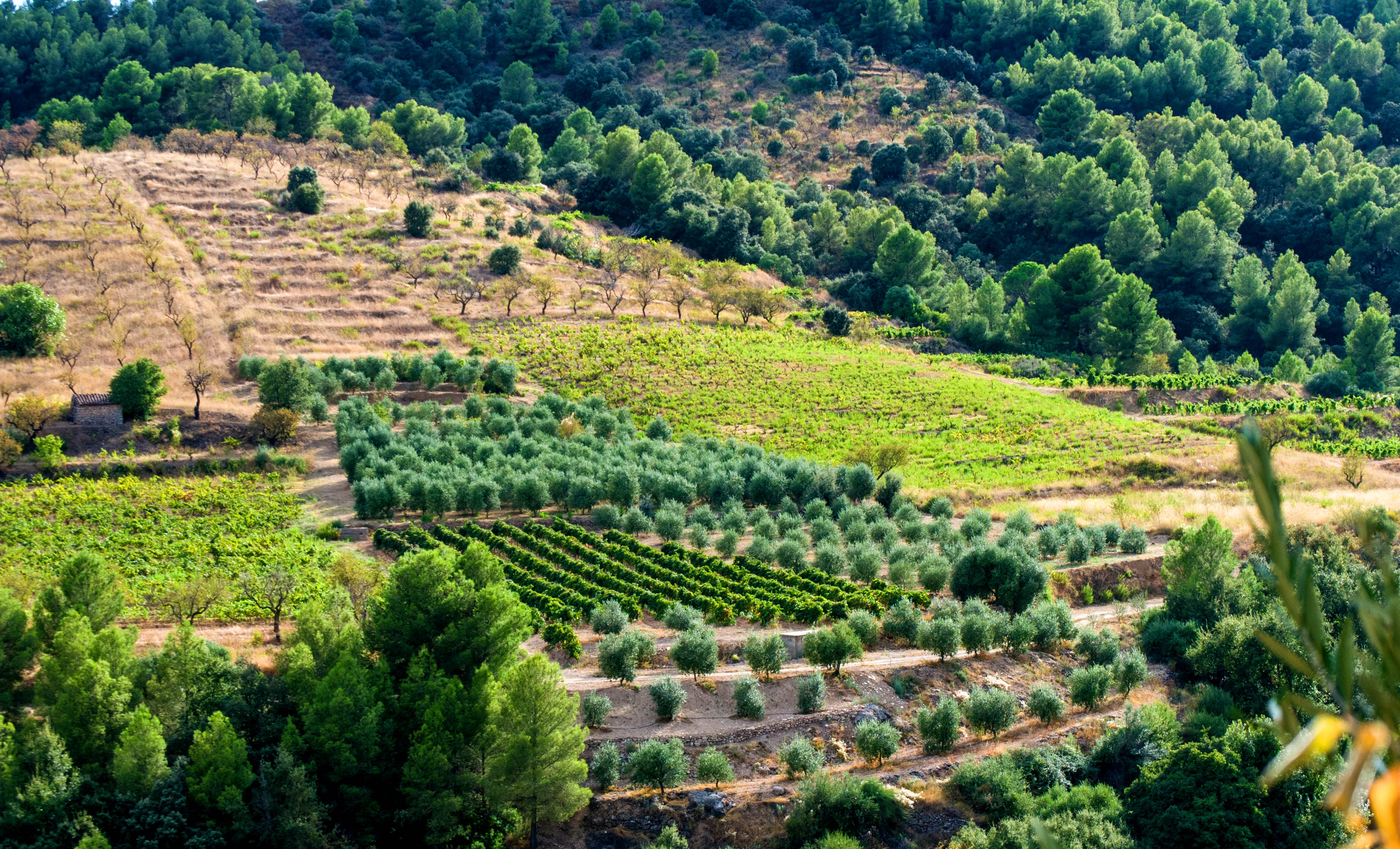 Un paisatge du Priorat. Photo de Prioritat.