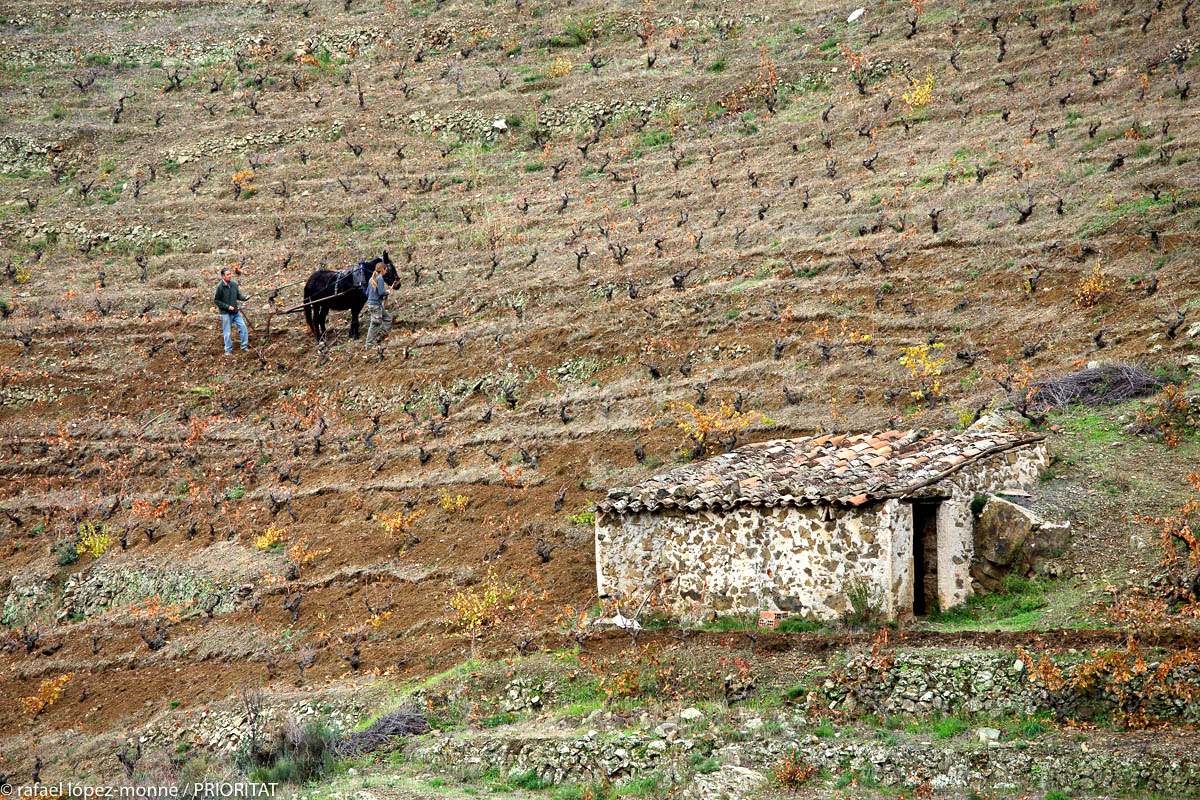 Coster de vinya i llaurada. Foto de R. López Monné